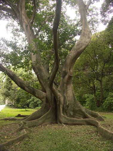 a tree in the Jardin Botanico De Caracas